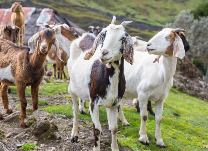 Goat Herd of goats on green spring meadow